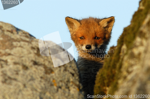 Image of Curious red fox puppy