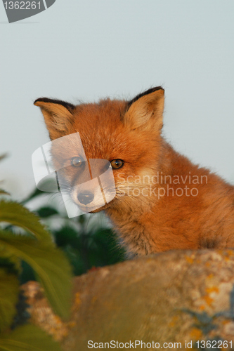 Image of Red fox puppy in the summer evening