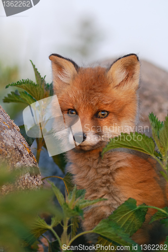 Image of Red fox puppy in thoughts