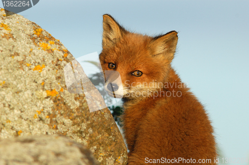 Image of Red fox puppy looking back
