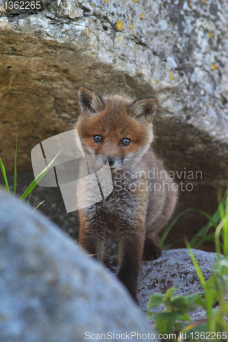 Image of Red fox puppy in its rocky home