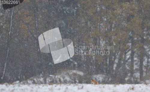 Image of Fox in the first snow 