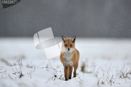 Image of Red fox in the snow