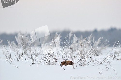 Image of Red fox sleeping