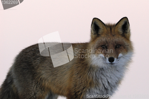 Image of Red fox portrait