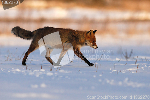 Image of Red fox walking in the snow
