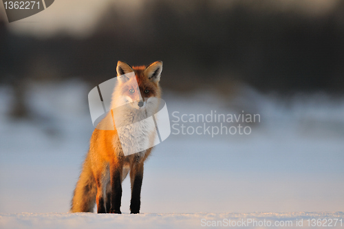 Image of Red fox in winter 