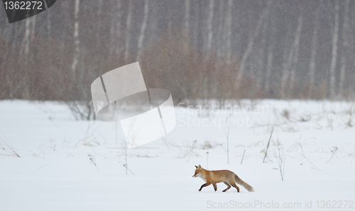 Image of Red fox walking 