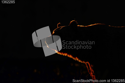 Image of Brown Bear golden contour