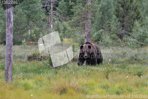 Image of Brown bear walking