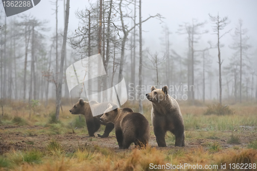 Image of Bear with cups