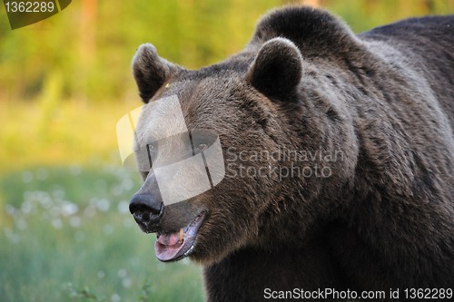 Image of Powerful Brown Bear