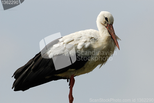 Image of White stork