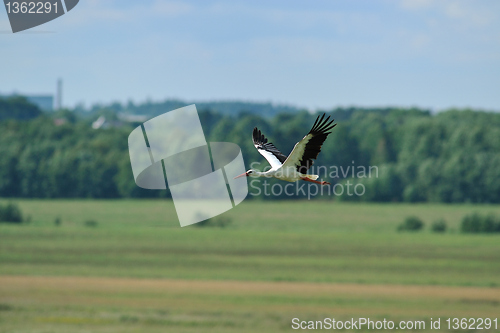 Image of White Stork flying