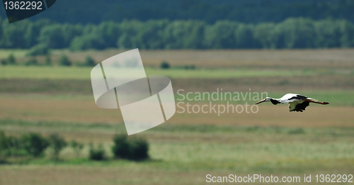 Image of White Stork flying