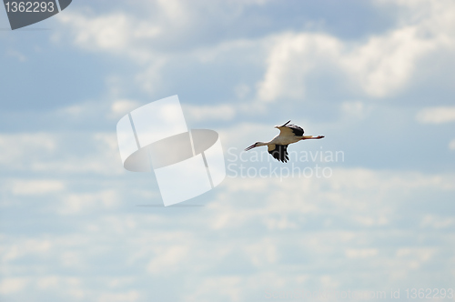 Image of White Stork in the sky