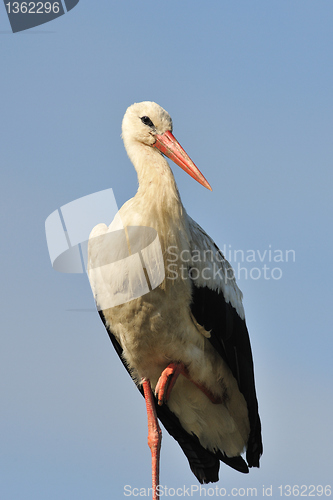 Image of White Stork