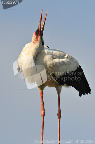 Image of White stork bending his neck