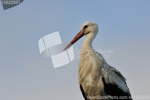 Image of White Stork