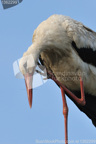 Image of White stork scratching