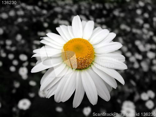 Image of Chamomile