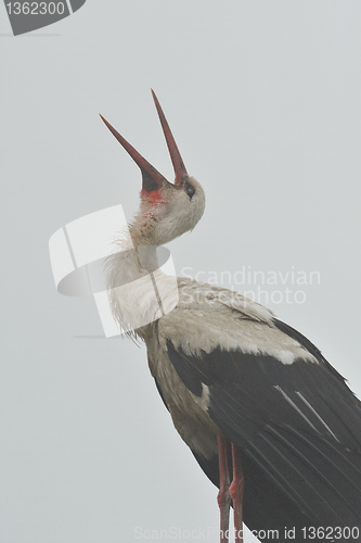 Image of White stork in a misty morning