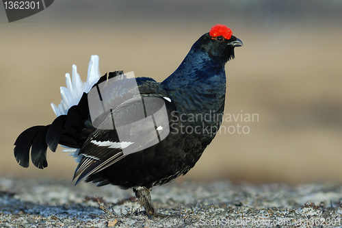 Image of Black Grouse