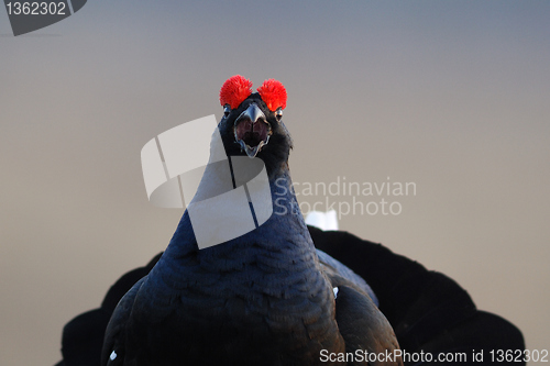 Image of Black Grouse portrait