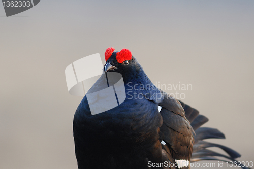 Image of Black Grouse Huddling