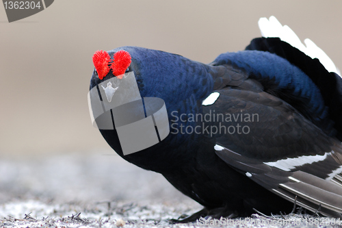 Image of Black Grouse bubbling