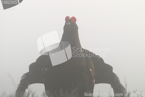 Image of Through the misty morning