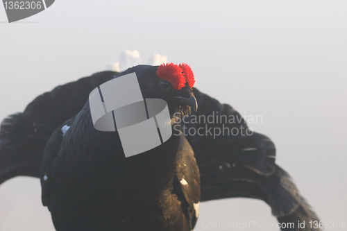 Image of Black grouse looking through the fog