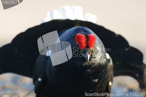 Image of Black Grouse heading  towards you