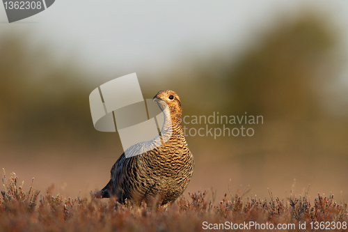 Image of Female grouse