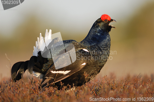 Image of Black Grouse singing