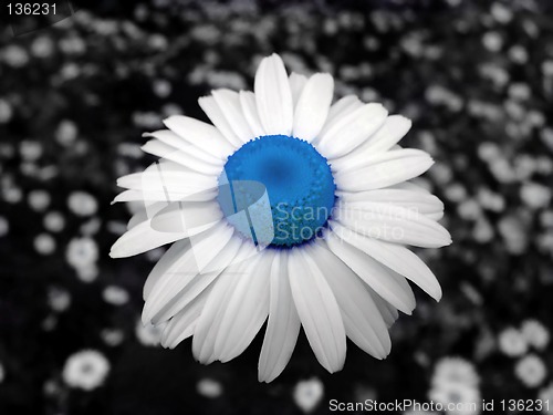 Image of Chamomile blue