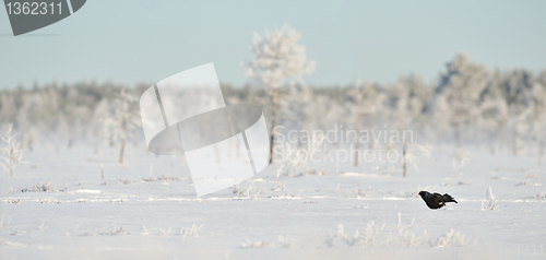 Image of Black Grouse on the snow