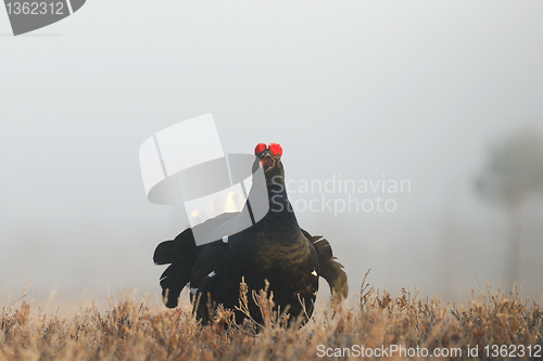 Image of Black grouse shouting in a misty bog