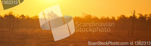 Image of Panoramic view of the gamefield of black grouse