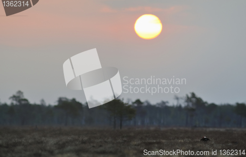 Image of Black Grouse and sunrise