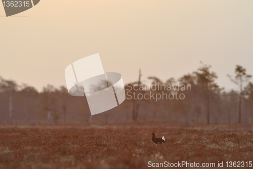 Image of Black Grouse 