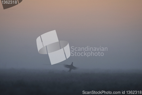 Image of Black Grouse jumping in the mist