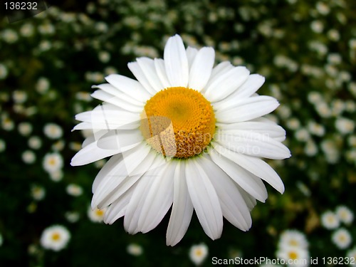 Image of Chamomile color