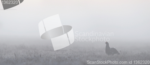 Image of Panoramic view of black grouse in its gamefield