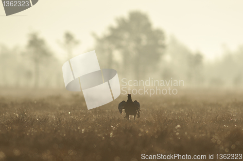 Image of Black Grouse jumping