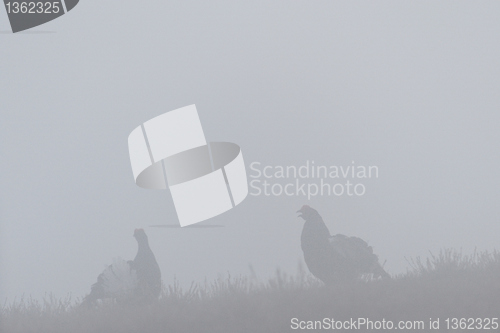 Image of Black Grouse game in the mist