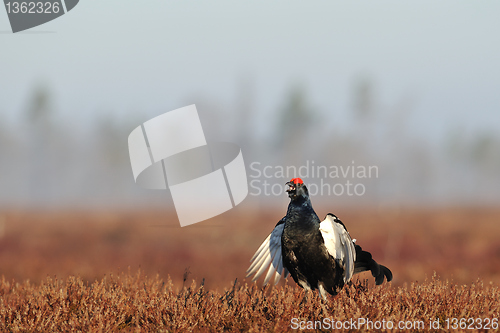 Image of Black Grouse playing