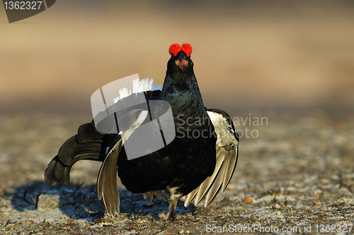 Image of Agressive black grouse