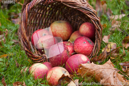 Image of apples