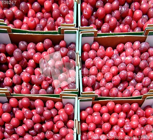 Image of Six plum crates